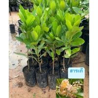 ราคา ต้นสาระภี เป็นสมุนไพร บำรุงหัวใจ บำรุงกำลัง บำรุงเส้นประสาท แก้โลหิตพิการ แก้ไข้ มีพิษร้อน ช่วยขับลม ทำให้เจริญอาหาร (41250039893)