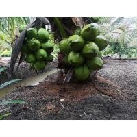 ราคา แพ็ค10ต้น พันธ์​ุมะพร้าวน้ำหอมอัมพวา ต้นเตี้ยลูกดกเตี้ยติดดินแท้100% (10248960391)