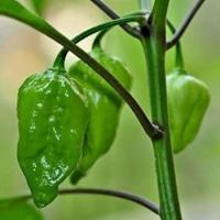 ราคา 12 เมล็ด พริกที่เผ็ดที่สุดในโลก พริกโครตเผ็ด พริก Ghost Pepper Chilli Seeds สายพันธุ์ Naga Chilli (26142596575)