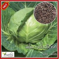 ราคา 500 เมล็ด กะหล่ำปลีเขียว เมล็ดกะหล่ำปลีเขียว กะหล่ำปลี เมล็ดกะหล่ำปลี กะหล่ำ เมล็ดกะหล่ำ (27571270228)