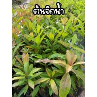 ราคา ต้นจิกน้ำ ต้นกระโดนน้ำ ต้นจิกนา สูง80-100ซม.กลีบดอกสีขาวเกสรสีแดง (16392524981)