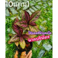 ราคา ต้นนาคบริพัตร ไม้ใบ ต้นไม้มงคล​ ไม้แดด​ใบสีม่วง สวน จัดสวน สวนครัว ตกแต่งบ้าน (8245987541)