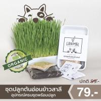 ราคา ชุดปลูกต้นอ่อนข้าวสาลี (หญ้าแมว) อุปกรณ์ครบชุดพร้อมปลูก Canimal Organic Grass (6176992549)