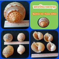 ราคา เปลือกหอยโข่งบางลายจุด เหมาะสำหรับ สะสม งานประดิษฐ์ งานDIY งานถ่ายภาพ ประดับตู้ปลา เลี้ยงปู และเป็นกระถางปลูกต้นไม้ (10966974499)