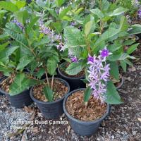 ราคา ต้นพวงคราม ออสเตรเลีย (4553551764)