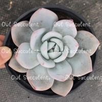 ราคา Echeveria Sang A กุหลาบหิน ไม้อวบน้ำ succulent (20111894207)