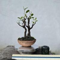 ราคา บอนไซต้นไทรใบมะดัน โคนคู่ (43875162462)