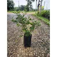 ราคา ต้นดอกแก้วแคระดอกมีกลิ่นหอมมากปลูกใส่กระถ่างได้ (28309319984)