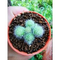 ราคา รีบูเทียดอกขาว(Rebutia Cactus) (9460751531)
