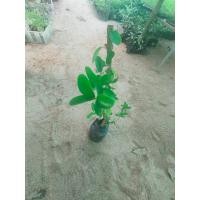 ราคา ต้นพันธุ์เชอรี่ไทย กิ่งตอนสูง50-80เซน ขาย ต้นละ 139 บาท (18577830298)