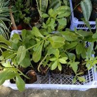 ราคา ต้นโสมไทย โสมคน เพาะถุง (6362259284)