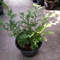 ราคา เฟิร์นกนกนารี #เฟิร์น (7620137080)