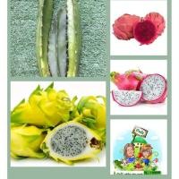 ราคา ต้นพันธุ์แก้วมังกร3 สายพันธุ์ (12129654976)