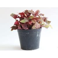 ราคา ต้นไม้มงคล ต้นไม่ฟอกอากาศ ต้นมณีล้อมเพชร (8514629546)