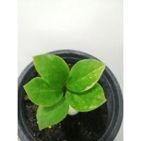 ราคา กวัก​มรกต​ด่าง ต้นเล็กพร้อมตอ (13303970250)