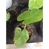 ราคา บอนหูช้างป่า หูช้างด่าง3สี (10268271813)