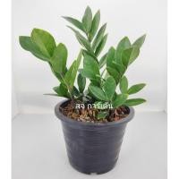 ราคา ต้นกวักมรกตเขียว กระถาง 8 นิ้ว (15505987839)