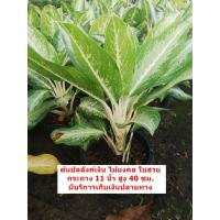 ราคา ต้นอโกนีมาบัลลังเงินค์ ราคา 100 บาท ไม้มงคล ใบสวย กระถาง 8 นิ้วส่งทั้งกระถางค่ะ (9419806171)