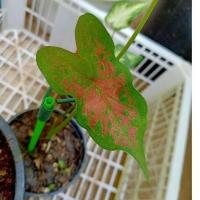 ราคา บอนสี ไก่ตัวงาม หายากกัดสีสด (10869000324)