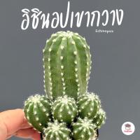 ราคา อิชินอปเขากวาง Echinopsis แคคตัส กระบองเพชร cactus&succulent (25059894160)