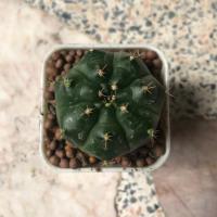 ราคา Cactus แคคตัส ยิมโนแม่ลูกดก (6840196705)