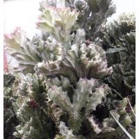 ราคา ต้นหยกกำแพงเมืองจีน ต้นหยกนำโชค ไม้มงคล สลัดได แคคตัส กระบองเพชร *ตัดสด* (15104794578)