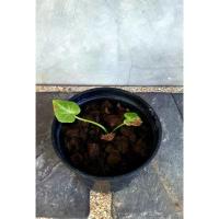 ราคา บอนสี ชายชล (บอนสีไทย) (12325463180)