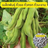 ราคา เมล็ดพันธุ์ ถั่วครก ถั่วขอ ถั่วมะขาม สำหรับปลูก 25เมล็ด100บาท เมล็ดต้มกินได้รสชาติคล้ายถั่วลิสง (23585039464)
