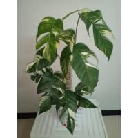 ราคา อิพิด่างขาว อิพิ epipremnum pinnatum (12170726488)