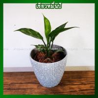 ราคา อโกลนีมา เขียวหมื่นปี ตระกูลแก้วกาญจนา หรืออโกลนีมา (Aglaonema) ไม้มงคล ในกระถาง 4 นิ้ว (13641154952)
