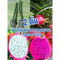 ราคา เมล็ด ใหม่็ด เพาะใหม่แก้วมังกรแดงสยาม ขาวเวียดนามแพ็คคู่ จำนวน2เพาะ เพาะแข็งแรงพร้อมใหม่ สูงประมาณ20-30 (21678940108)