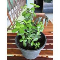 ราคา ต้นเบี้ยเศรษฐี​ สายพันธ์คลาสซูล่า​ ต้นสตางค์​ ต้นใบเงิน​ ต้นไม้สวรรค์​ +กระถาง6นิ้ว..สินค้าตาภาพปกจร้าแบบชำกิ่ง4กิ่ง (5135924012)