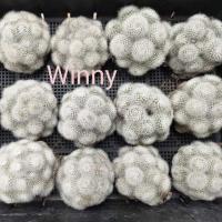 ราคา (ใส่โค้ดMAID317 ลดเพิ่ม 15%)กระบองเงิน โนโตแคคตัส notoscopa (7340653744)