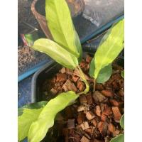 ราคา ฟิโลเดนดรอนไทยซันไลท์ด่าง สวยรากแน่น (15149517200)