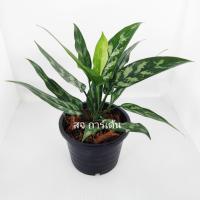 ราคา ต้นเขียวหมื่นปี กระถาง8นิ้ว (14304872851)