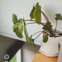 ราคา ส่งฟรี !/ กระถางต้นไม้ 8 นิ้ว / กระถางดินเผา / กระถางต้นไม้ / กระถางต้นไม้ในบ้าน (7634585142)