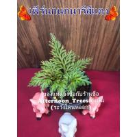 ราคา เฟิร์นกนกนารีแดง (ไม้ร่ม) 1ต้นก็ส่งค่ะ ขนาด 3 นิ้ว (7033535210)