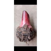 ราคา กล้วยนาก กล้วยมงคลสีแดง หน่อกล้วยนาก (24407621055)