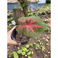 ราคา บอนสีเงาะถอดรูปไซต์มินิ (11360628271)