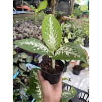 ราคา สาวน้อยประแป้ง ต้นไม้ฟอกอากาศ กระถาง 4 นิ้ว (12501543055)