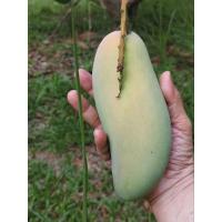 ราคา มะม่วงมหาชนก ผลดิบแก่จัด รสเปรี้ยว รับประทานกับน้ำปลาหวานอร่อยมาก (รอให้สุก รสชาติหอมหวาน) 25 บาท/ 1 กก. (43500644451)