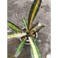 ราคา สับปะรดสี Aec. Roberto มีรากแล้วจ้า ไม้สะสม 1 (28629814607)