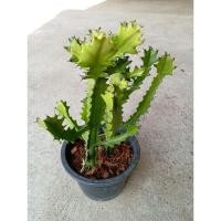 ราคา กระบองเพชร ยูโฟเบียแลคเทีย ฟรีค่าจัดส่ง (25672424502)