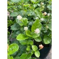 ราคา มะลิซ้อนพิกุล มะลิพิกุล ดอกขาวหอม ต้นกล้ามีดอก ถุงดำ 5*10 นิ้ว สูงประมาณ 20-40 เซนขึ้นไป (27342517494)