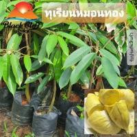 ราคา ต้นทุเรียนหมอนทอง ต้นไม้ ไม้ผล ต้นพันธ์ เมล็ดพันธ์ พันธุ์ไม้ ไม้มงคล ไม้ฟอกอากาศ เมล็ดดพันธุ์ สวนเขาหมาก โตไว (8305645747)