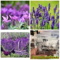 ราคา (ขาย เมล็ด ) เมล็ด ลาเวนเดอร์ เมล็ดลาเวนเดอร์ สี ม่วง lavender flower / คุณนายแหวนเพชร (13404793455)
