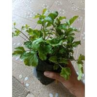 ราคา จิงจูฉ่ายสมุนไพร พร้อมปลูก (29287412021)