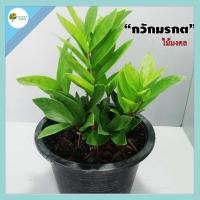 ราคา กวักมรกต ต้นกวักมรกตในกระถาง 8 นิ้ว ต้นไม้มงคล ฟอร์มสวย ใบเขียวสด เสริมดวง ไม้ฟอกอากาศ ไม้ประดับ ต้นไม้ปลูกในบ้าน (12506917153)