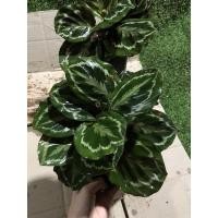 ราคา ต้นคล้านกยูงเขียว คล้าสวยๆ ไม้มงคล (9795474557)