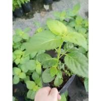 ราคา ต้นพันธุ์ ยี่หร่า ถุงดำพร้อมปลูก 29 บาท กะเพราญวน ยี่หร่า โหระพาช้าง กะเพราควาย ใบหร่า (26434249743)